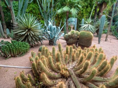 Jardin Majorelle Cactus